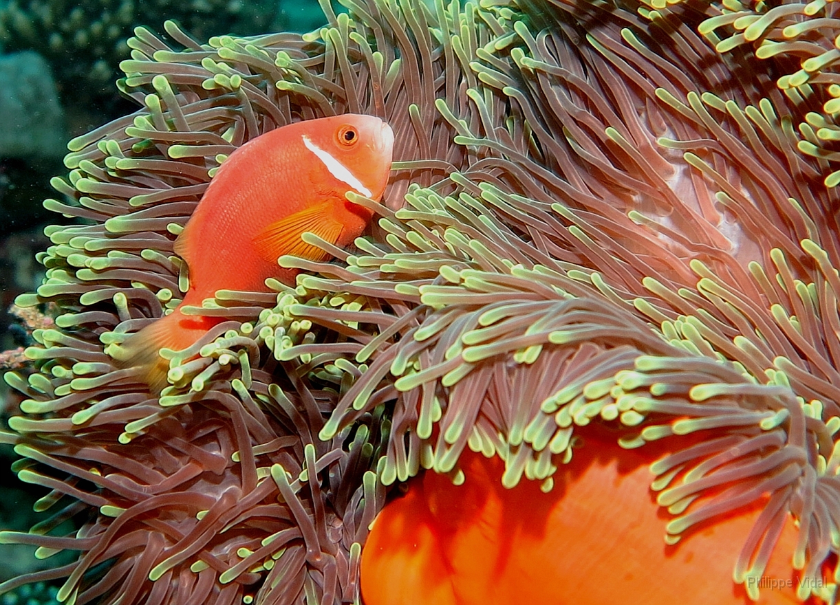Velidhu - 2013_03_14 - IMG_0772r_Poisson Clown des Maldives - Amphiprion Nigripe_Aquarium_Plongee.jpg